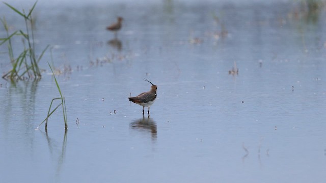 Чайка чубата - ML647117014