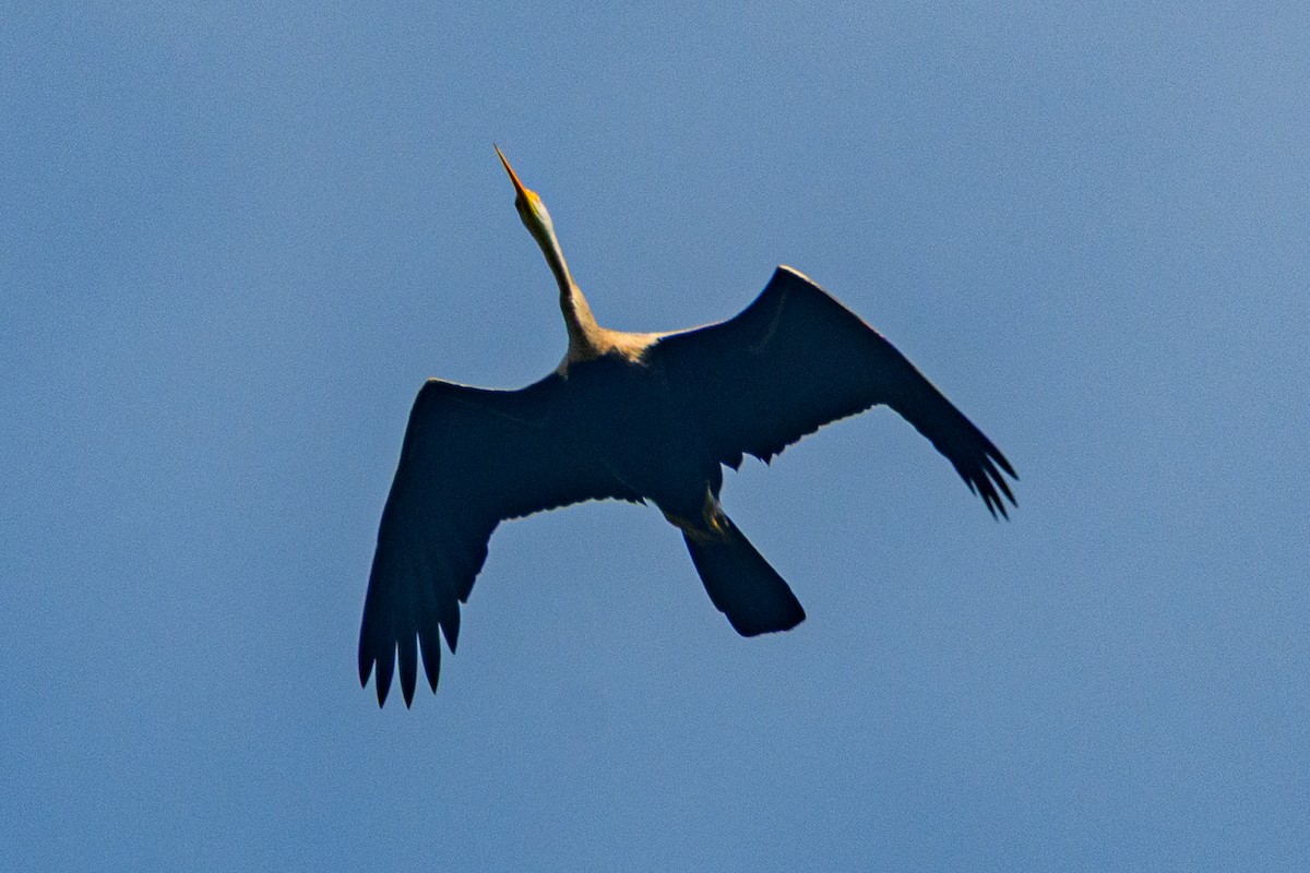 Oriental Darter - ML647117026
