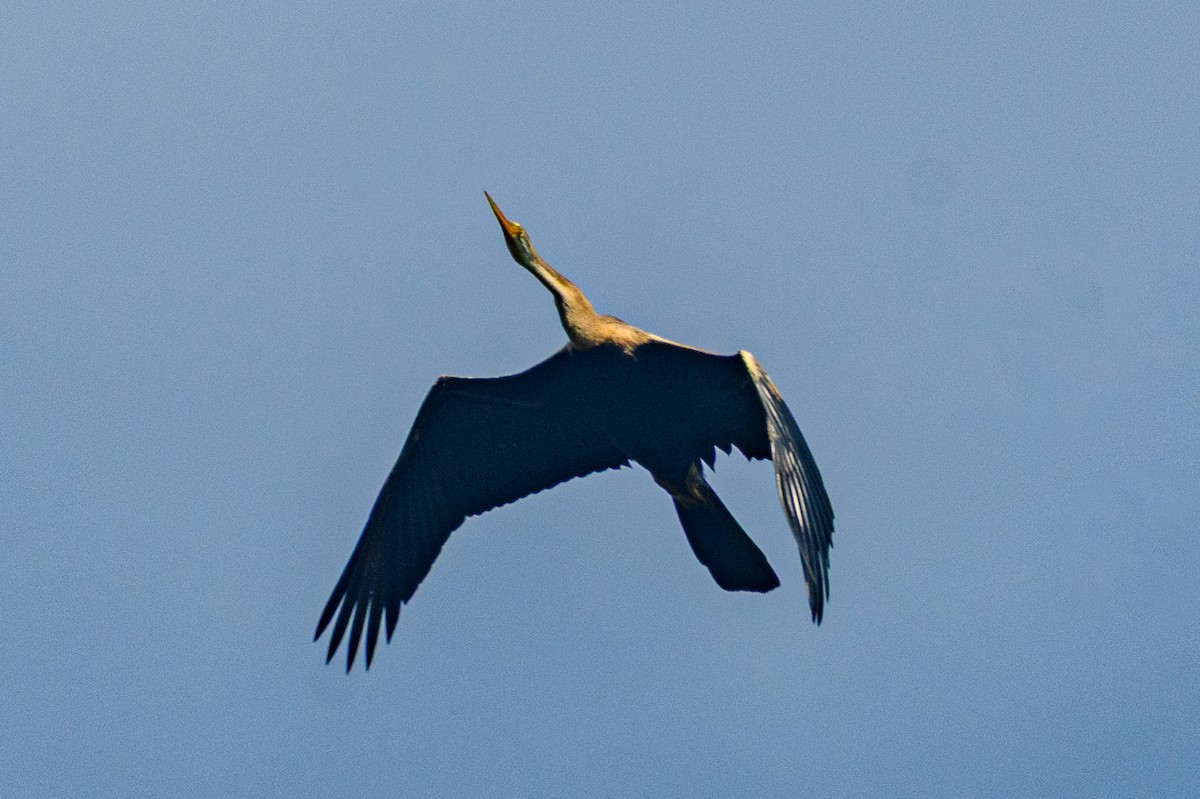 Oriental Darter - ML647117027