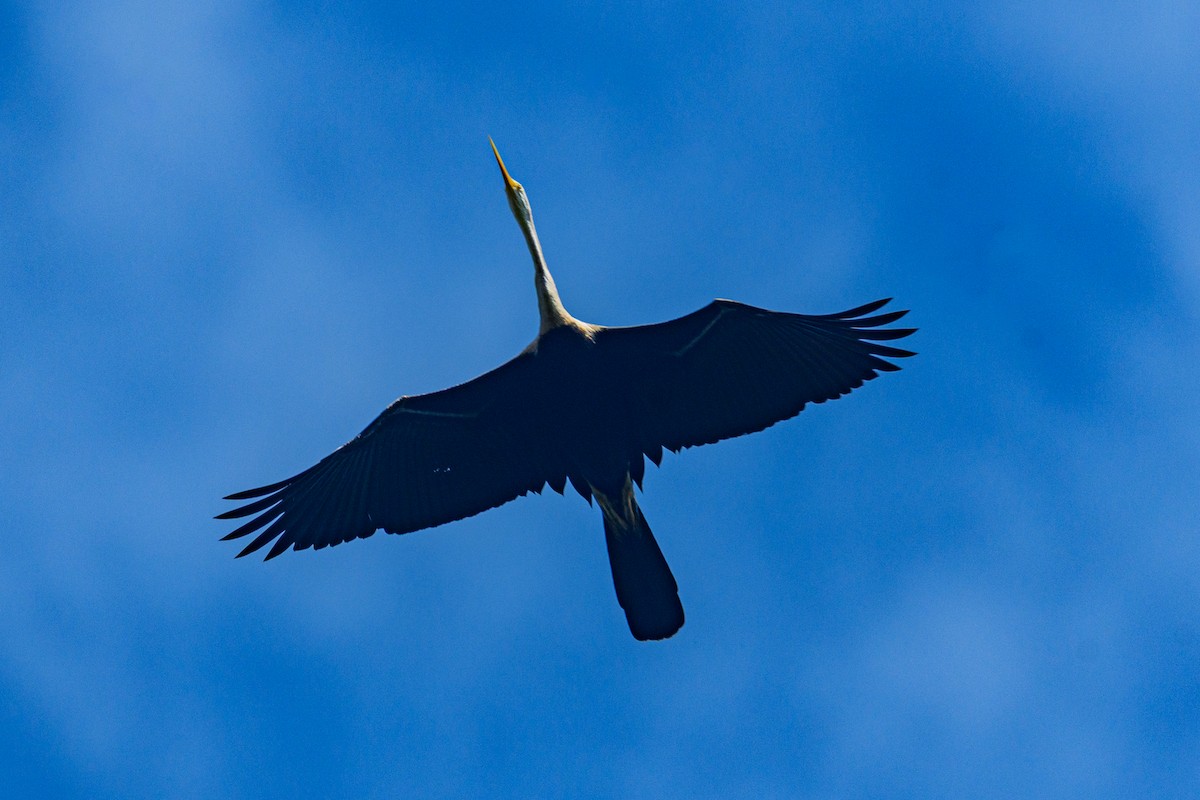 Oriental Darter - ML647117028