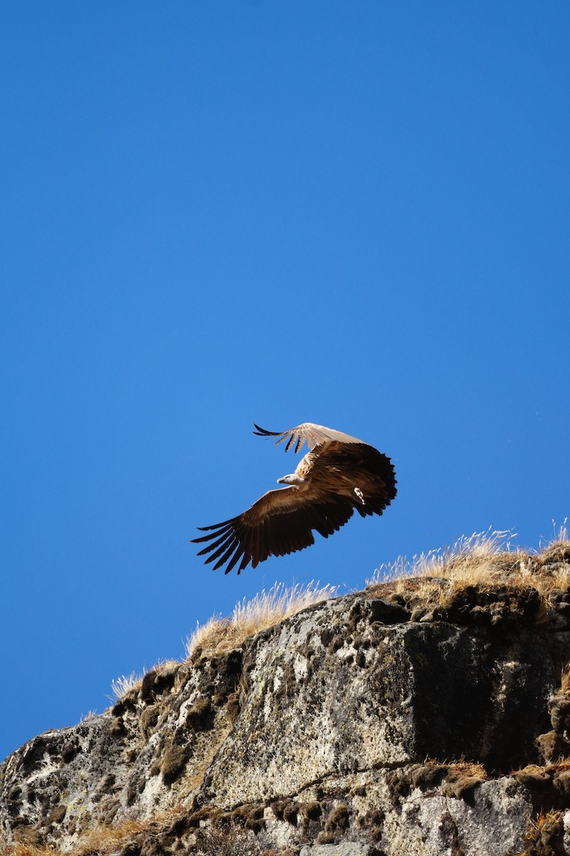 ヒマラヤハゲワシ - ML647117042