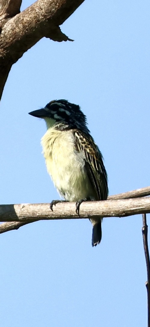 Yellow-fronted Tinkerbird - ML647117047