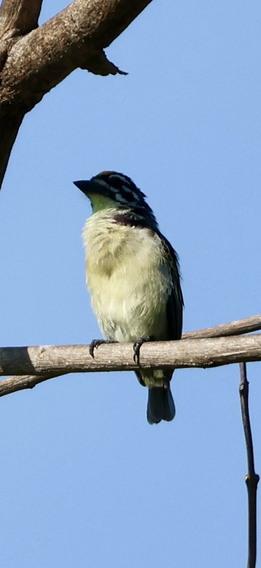 Yellow-fronted Tinkerbird - ML647117048