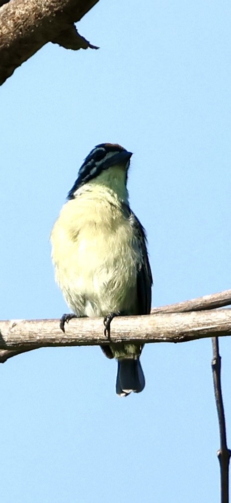 Yellow-fronted Tinkerbird - ML647117049