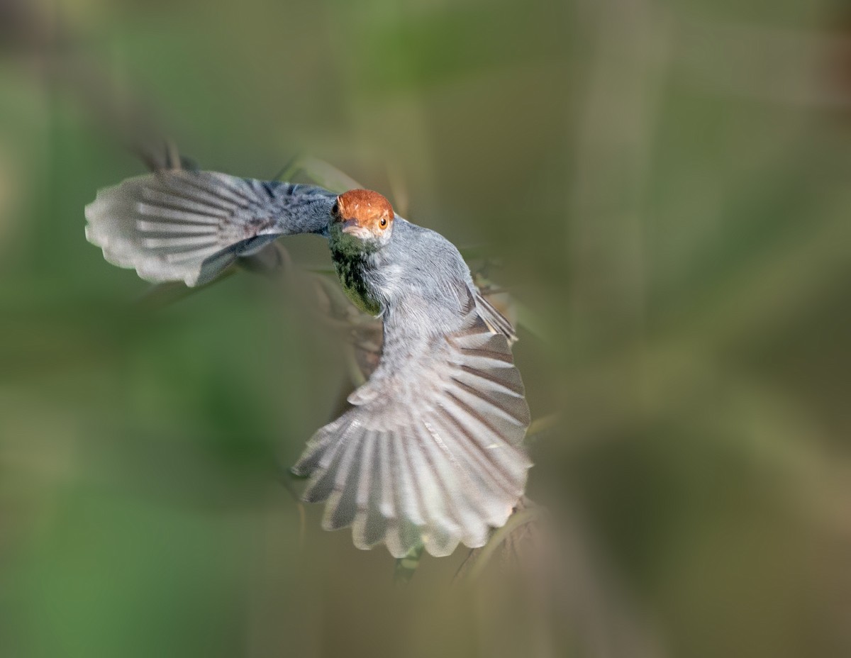 カンボジアサイホウチョウ - ML647117051