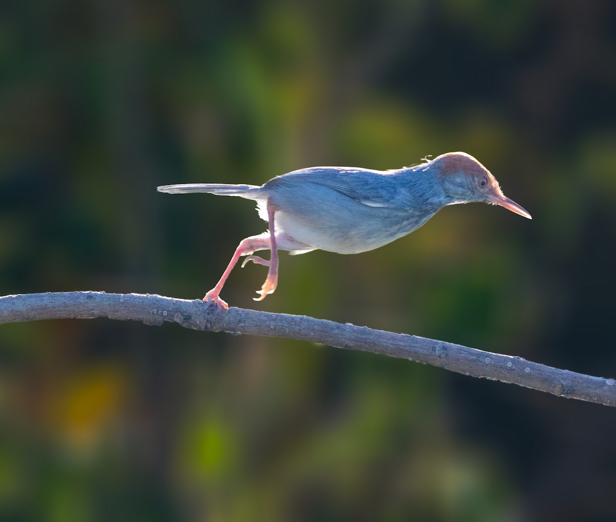 カンボジアサイホウチョウ - ML647117052