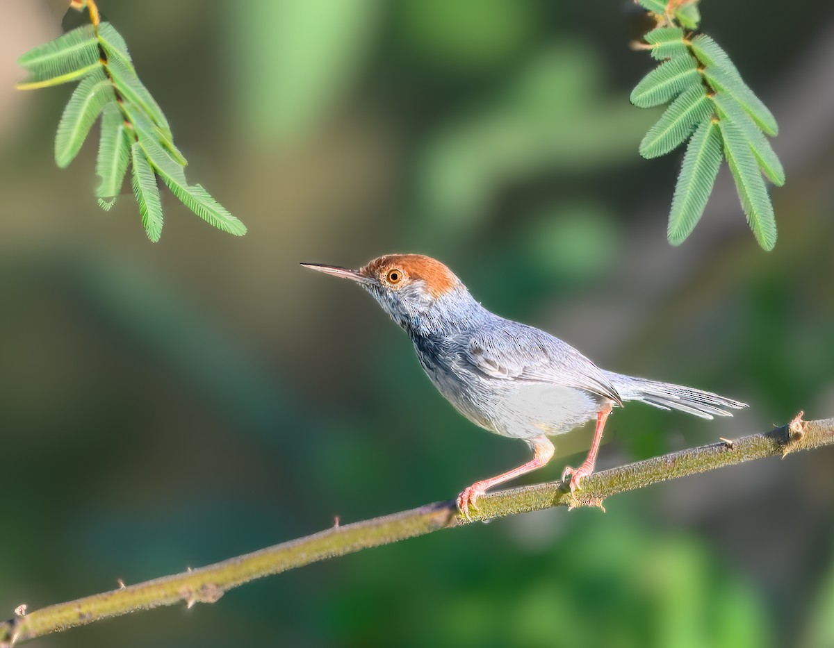 カンボジアサイホウチョウ - ML647117053