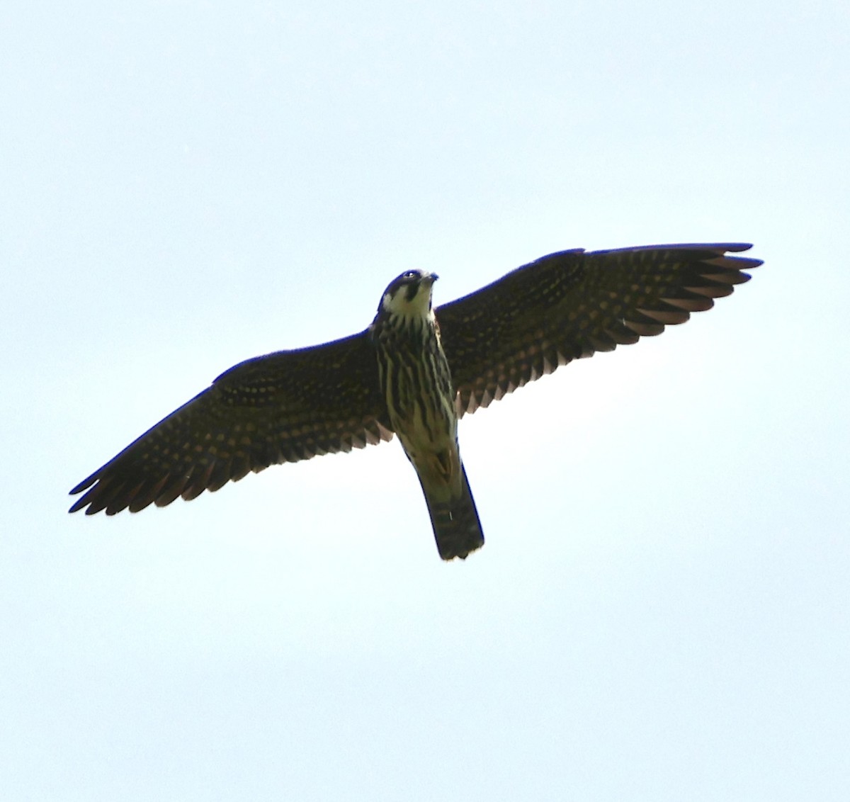 チゴハヤブサ - ML647117054