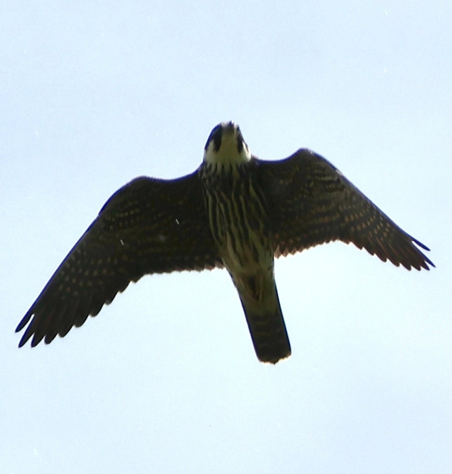 チゴハヤブサ - ML647117055