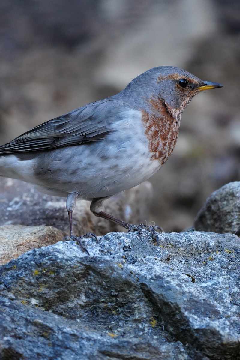 ノドアカツグミ - ML647117058