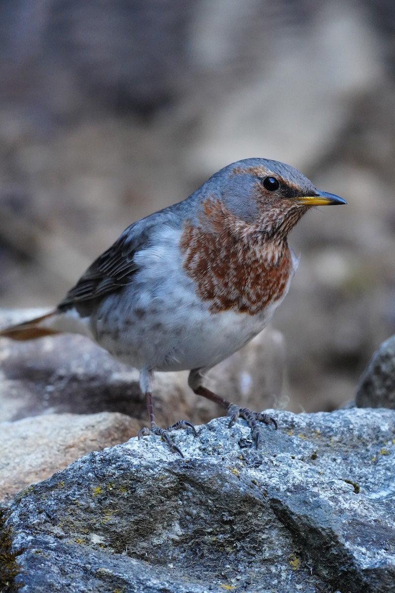 ノドアカツグミ - ML647117059