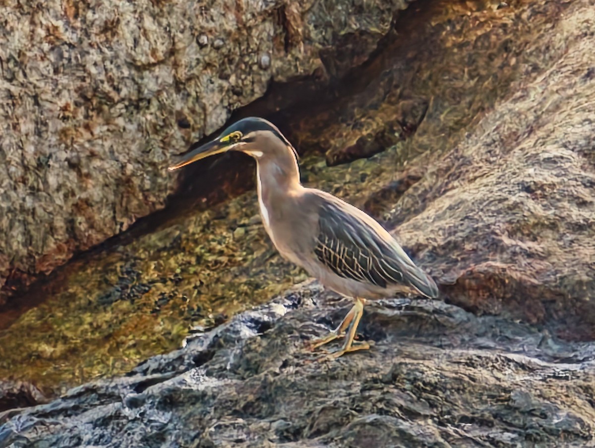 ササゴイ - ML647117060