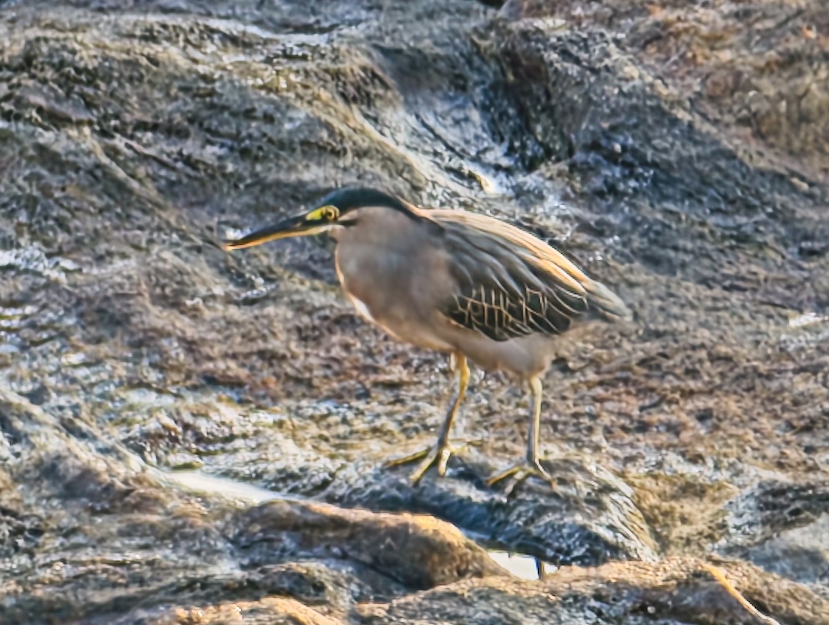 ササゴイ - ML647117061