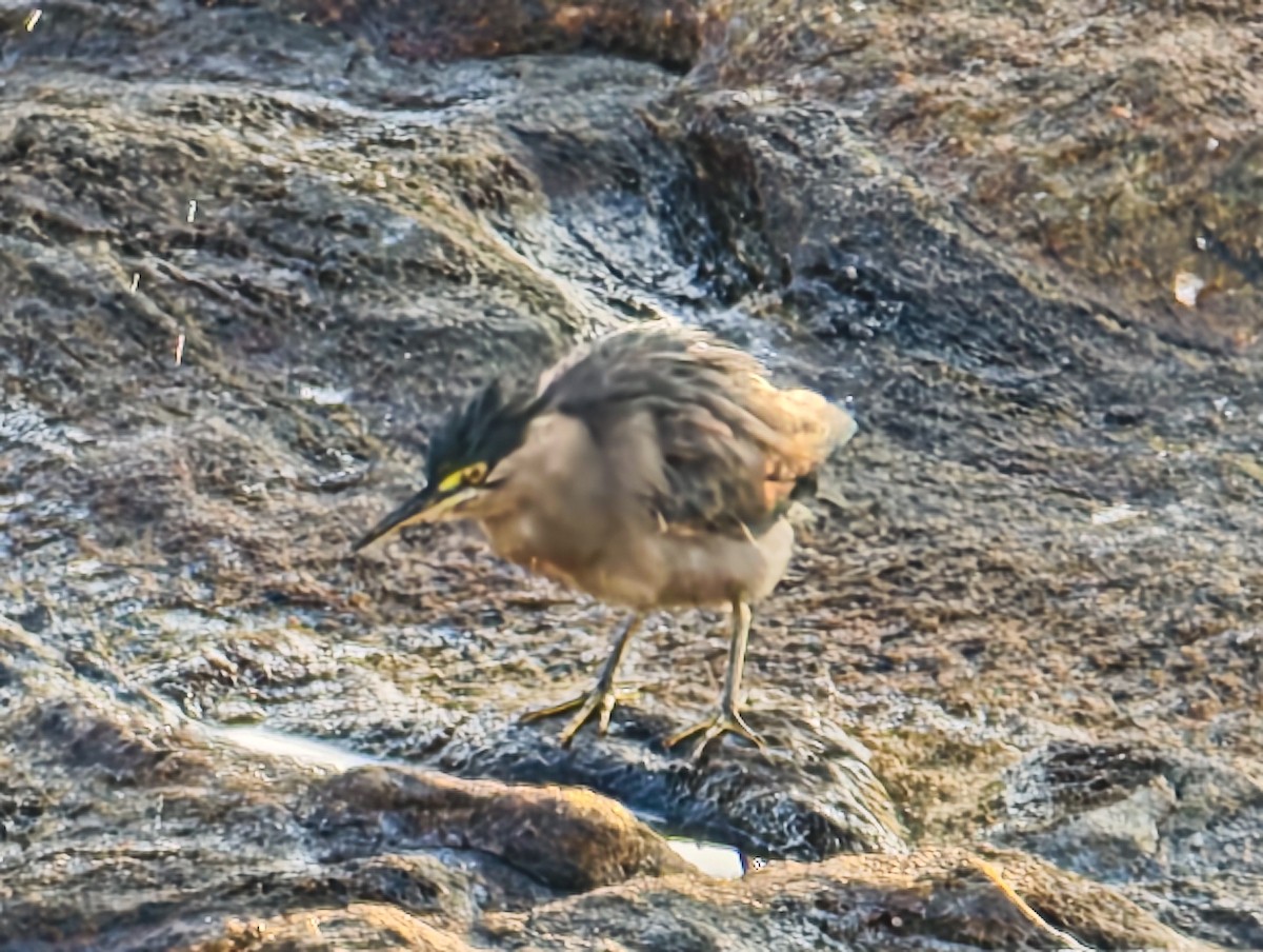 ササゴイ - ML647117062