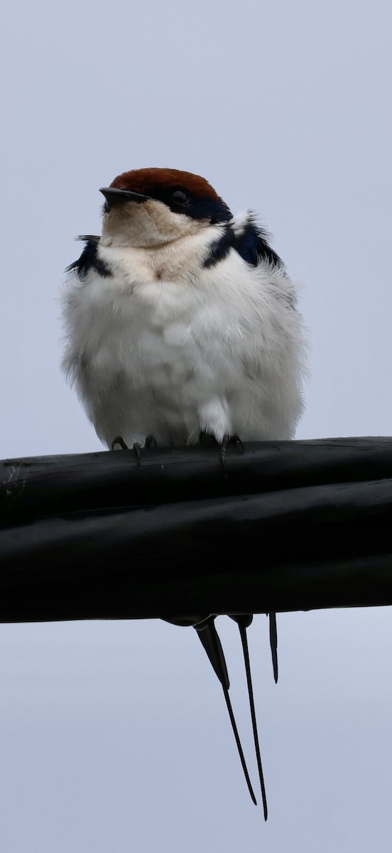 ハリオツバメ - ML647117065