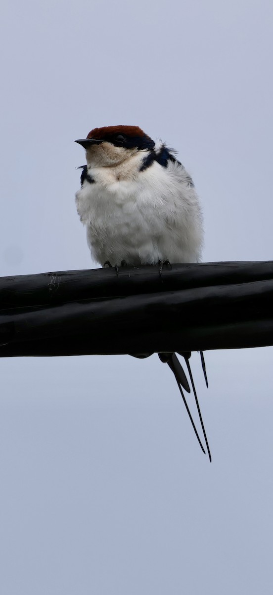 ハリオツバメ - ML647117067