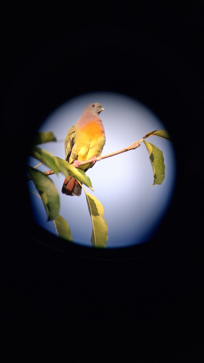 コアオバト - ML647117068