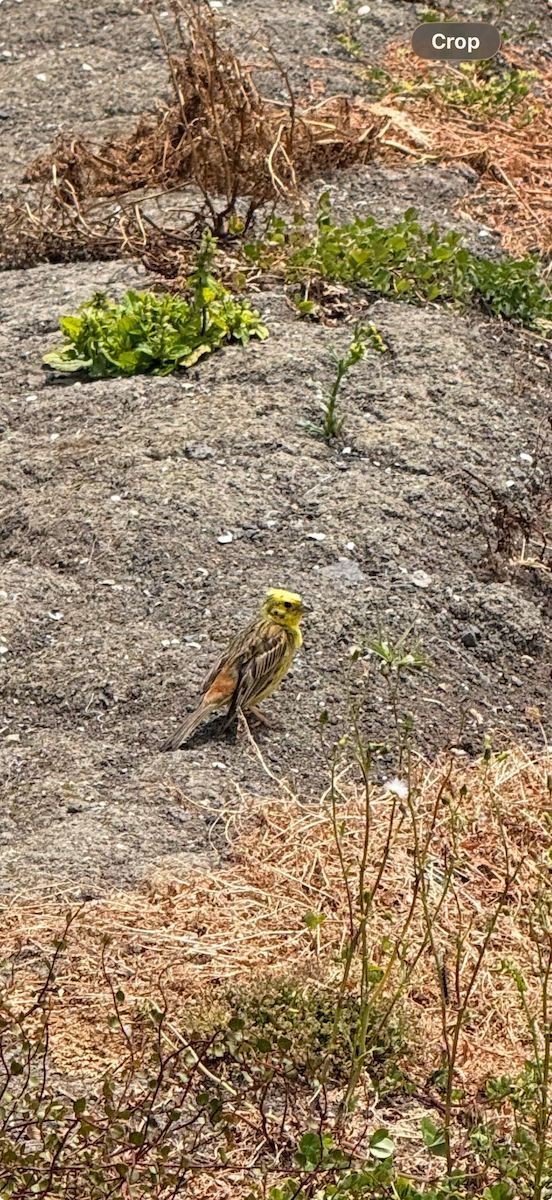 キアオジ - ML647117069