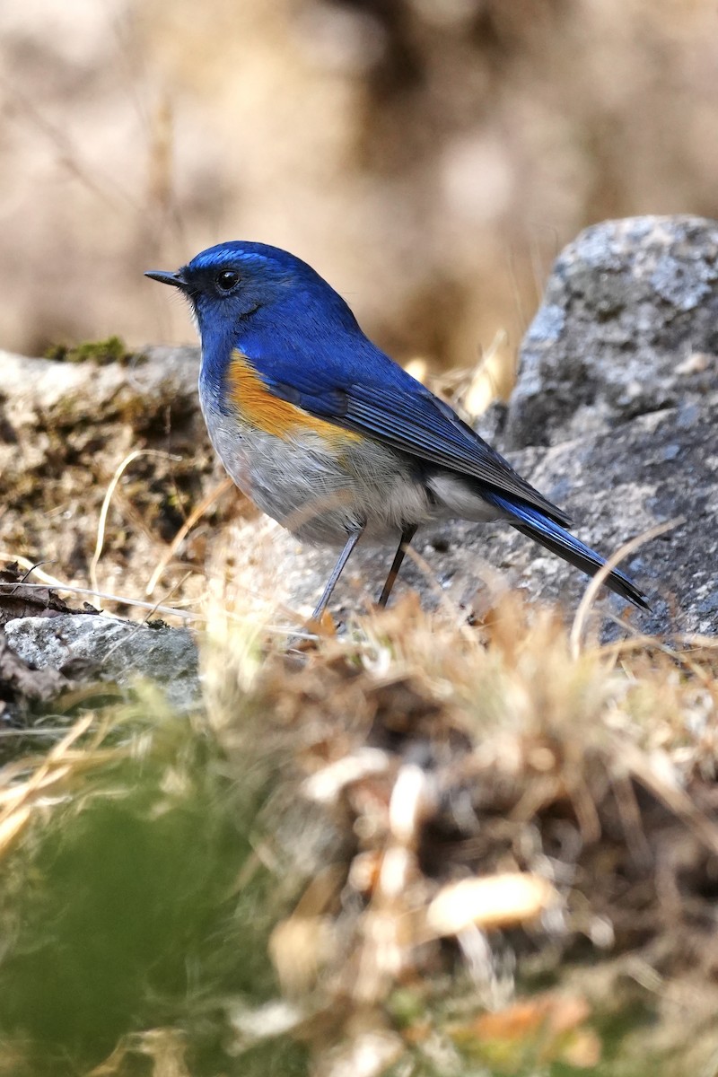 ムネアカヒメアオヒタキ - ML647117070