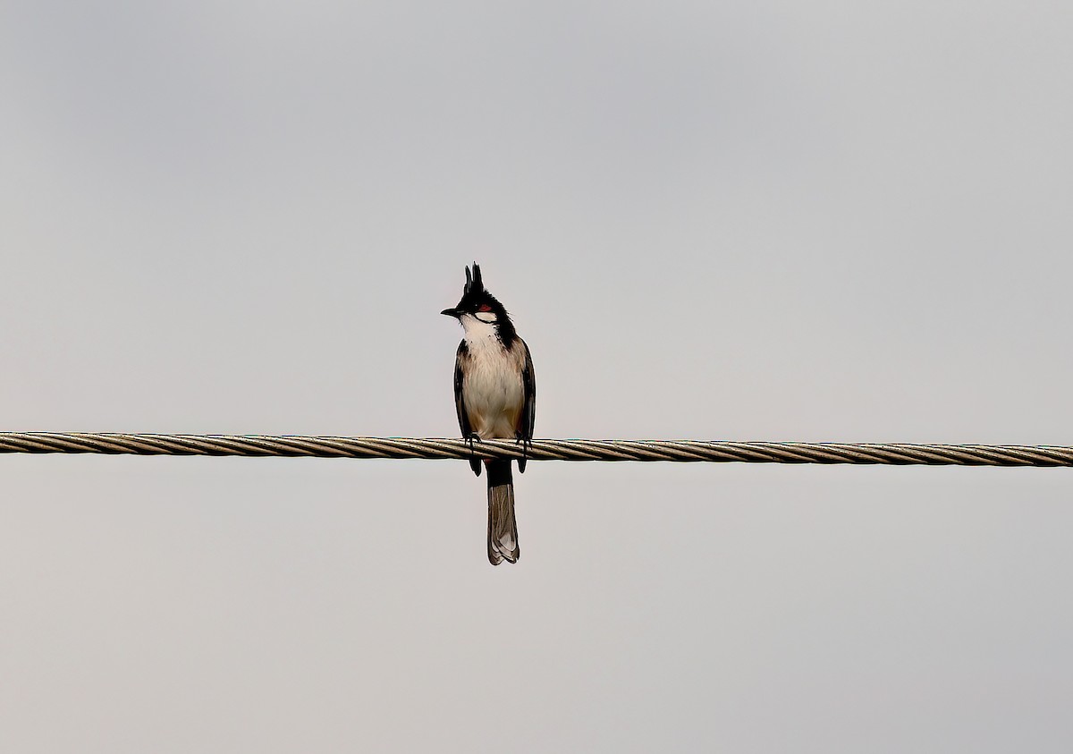 コウラウン - ML647117072