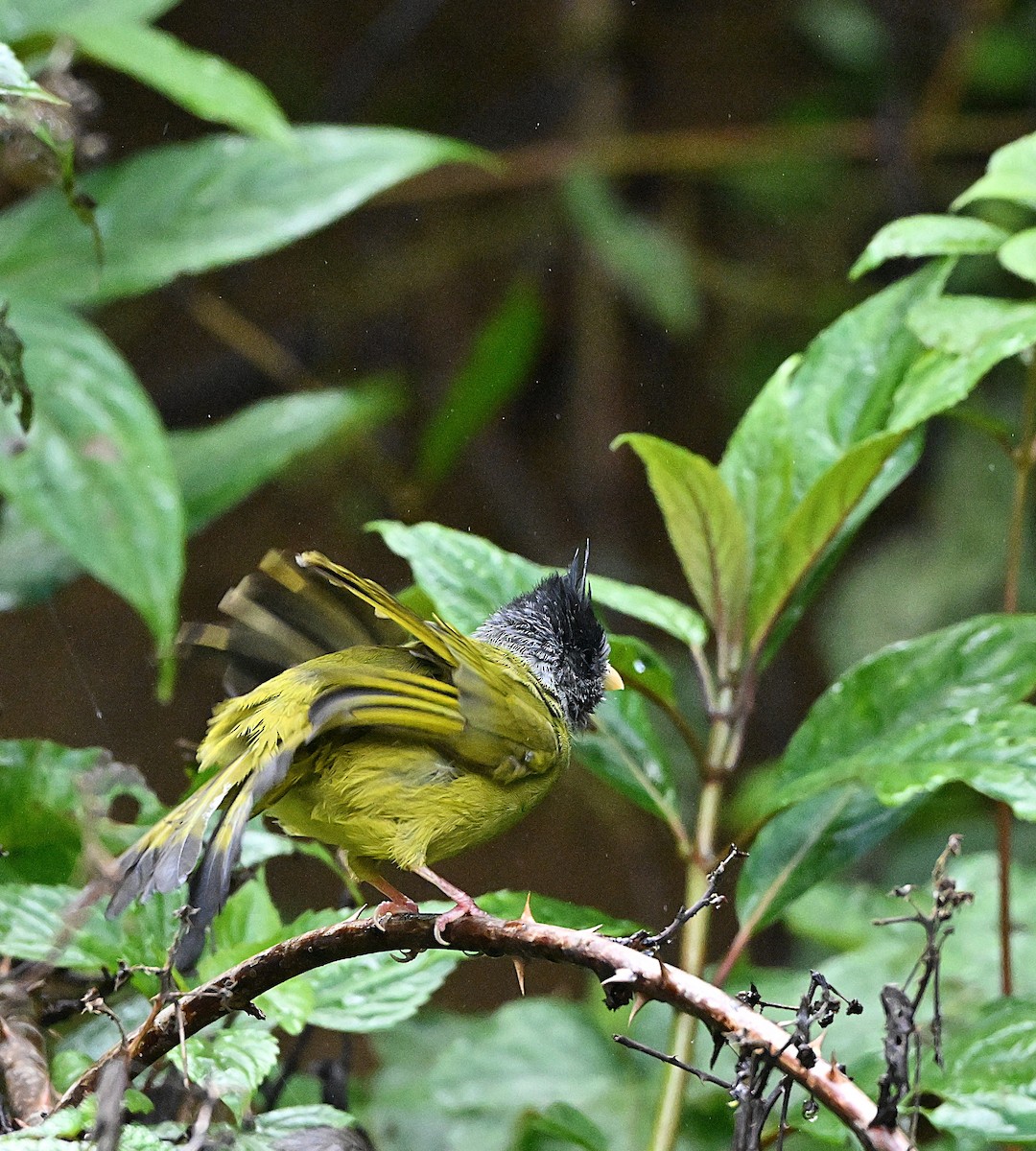 カンムリカヤノボリ - ML647117073