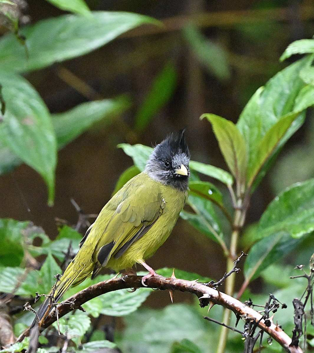 カンムリカヤノボリ - ML647117074