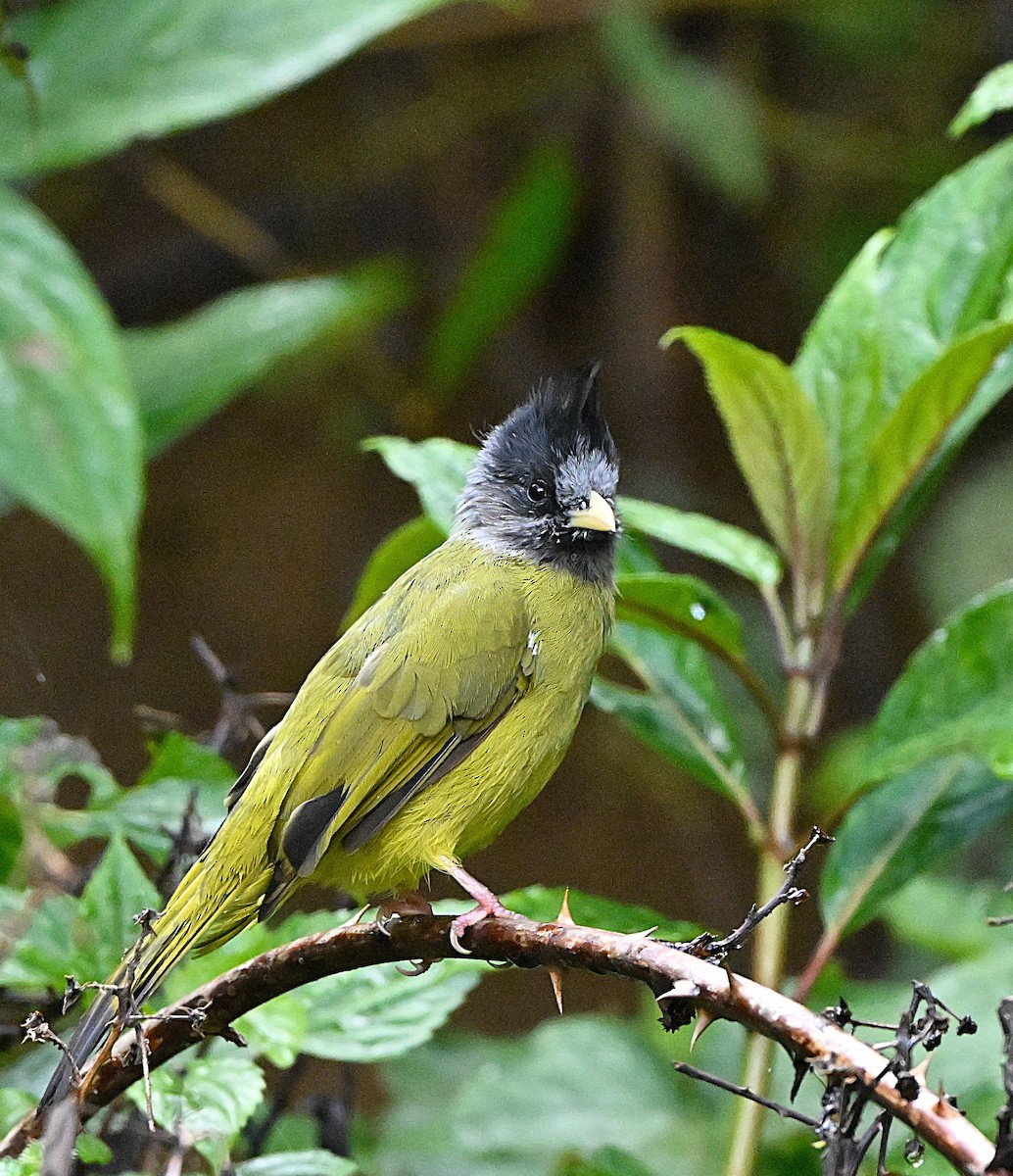 カンムリカヤノボリ - ML647117075