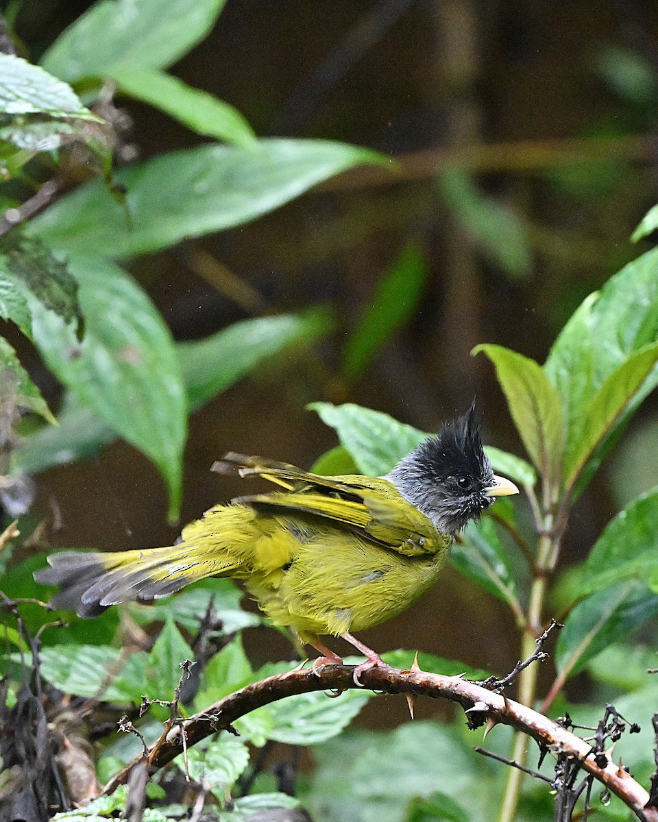 カンムリカヤノボリ - ML647117076