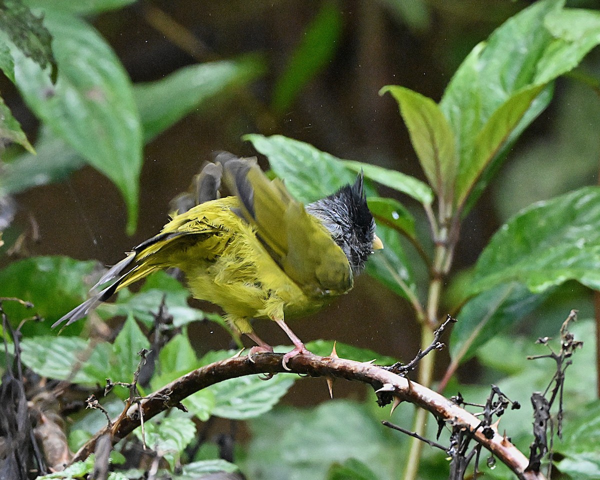 カンムリカヤノボリ - ML647117077