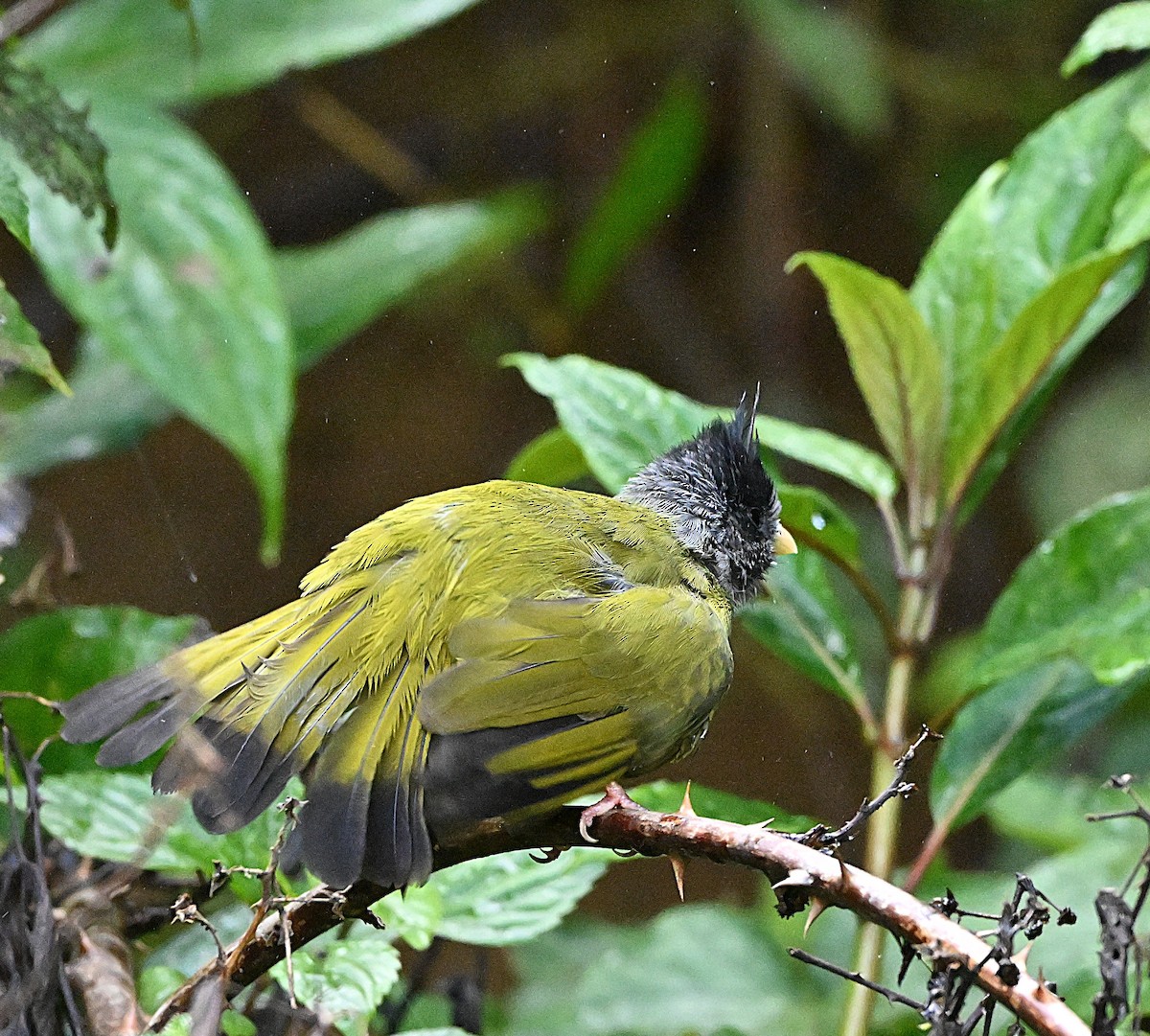 カンムリカヤノボリ - ML647117078