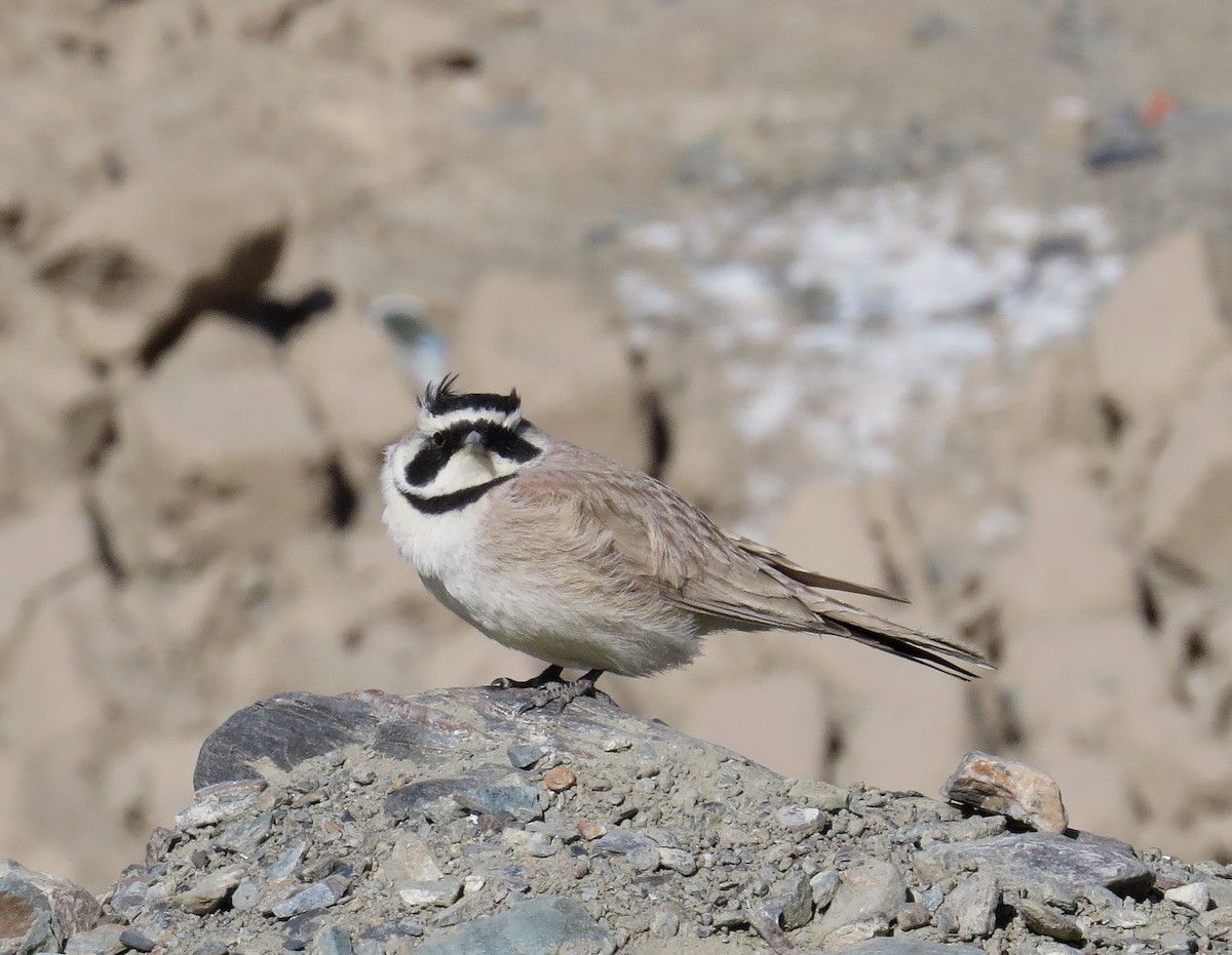 ハマヒバリ - ML647117079