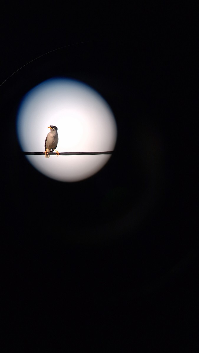 Javan Myna - ML647117081