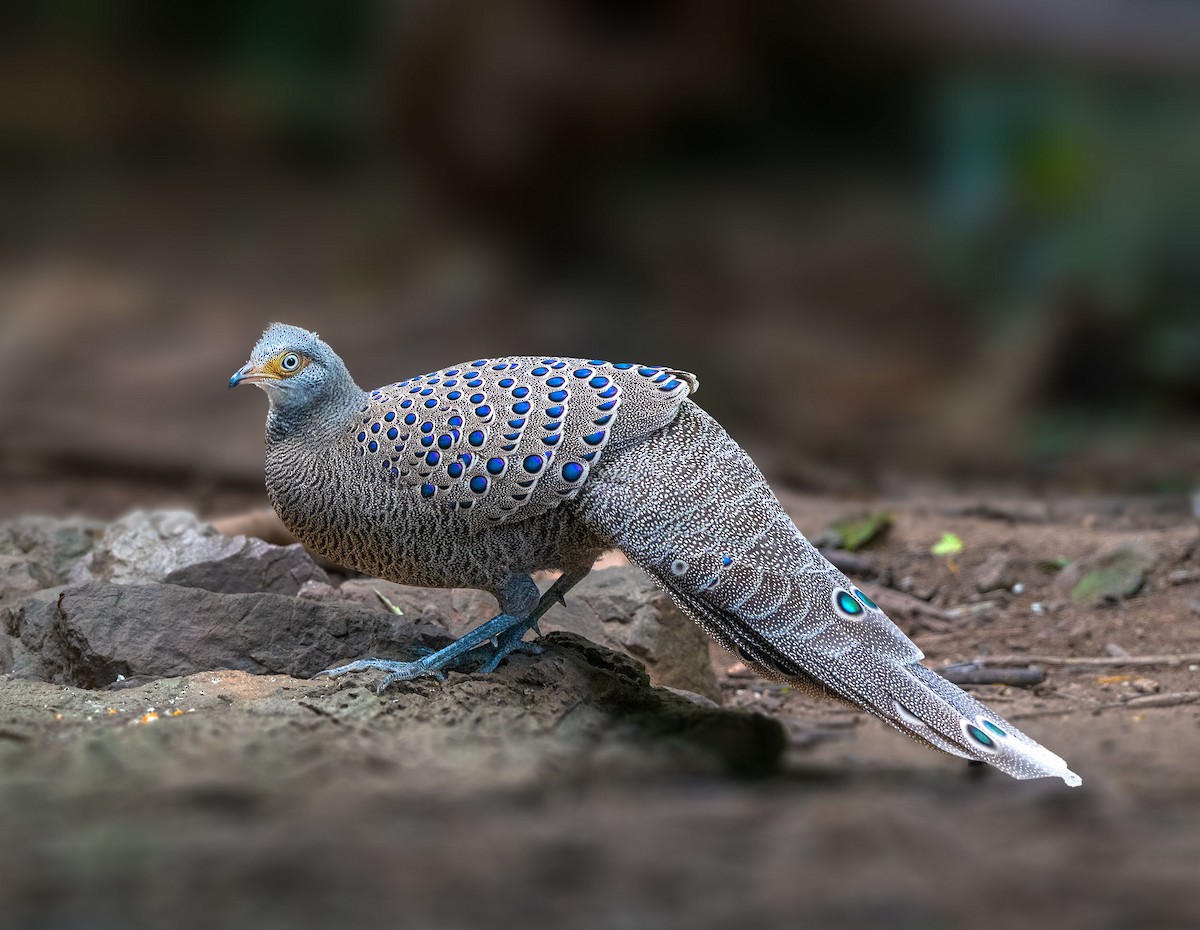 Gray Peacock-Pheasant - ML647117082