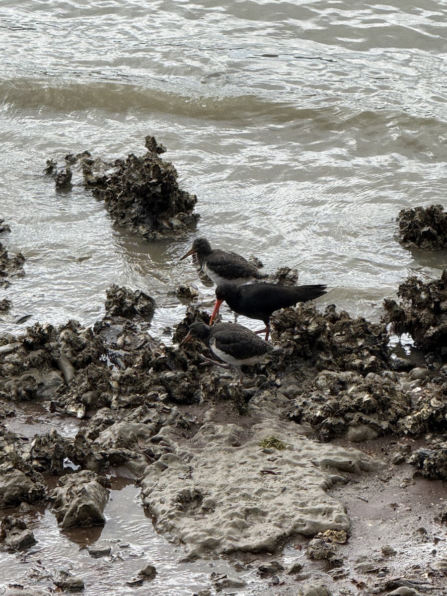 Variable Oystercatcher - ML647117083