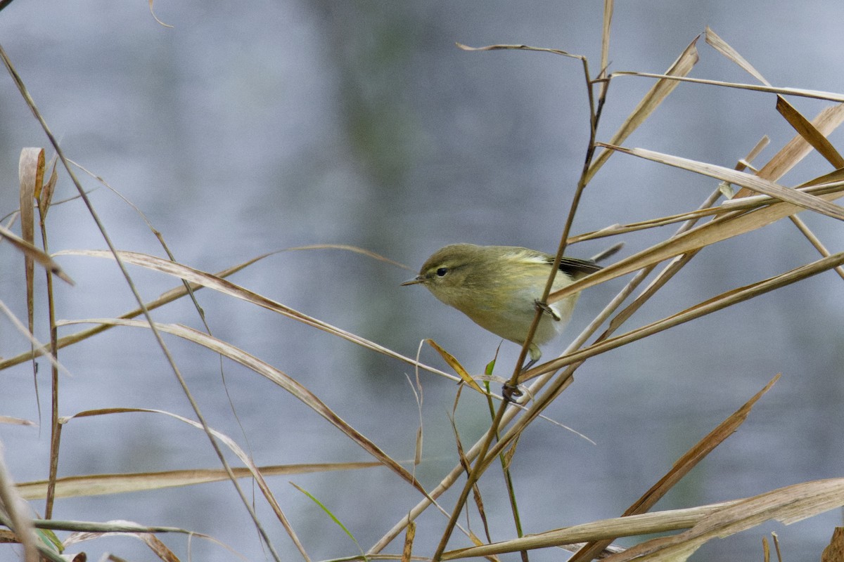 עלווית חורף - ML647117084