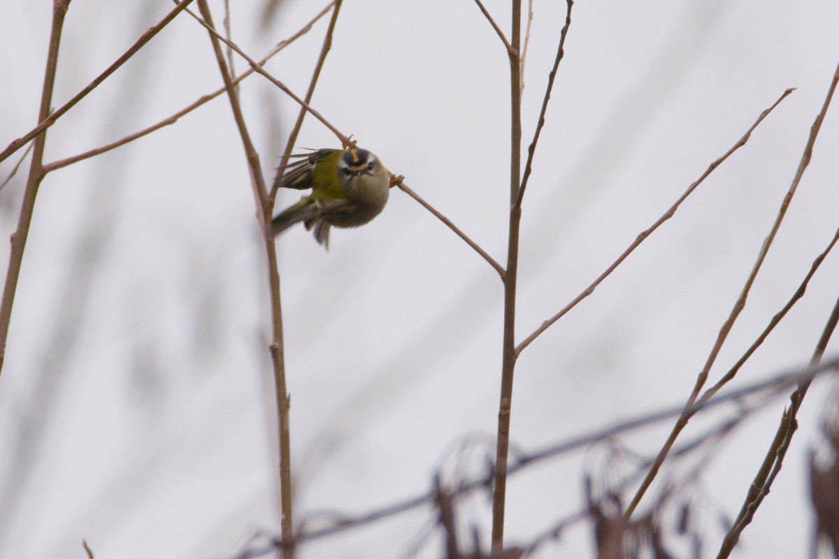 מלכילון לבן-גבות - ML647117085