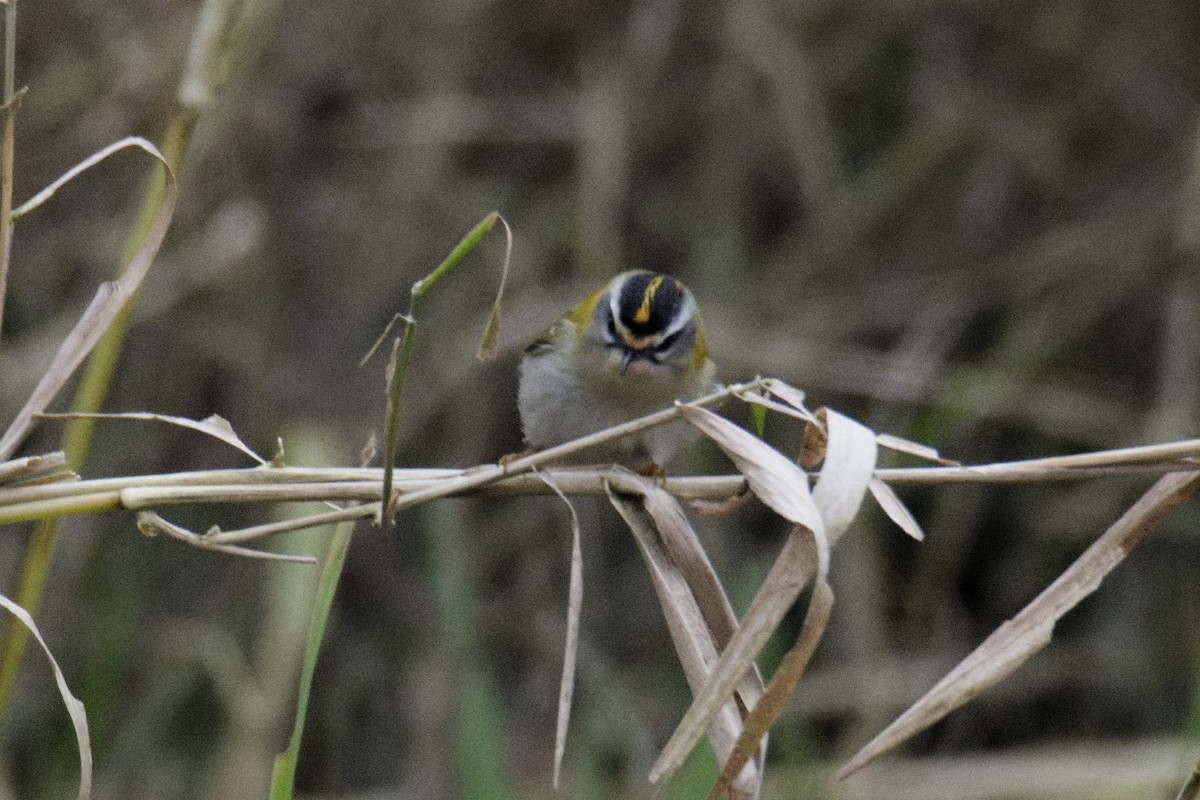 מלכילון לבן-גבות - ML647117086