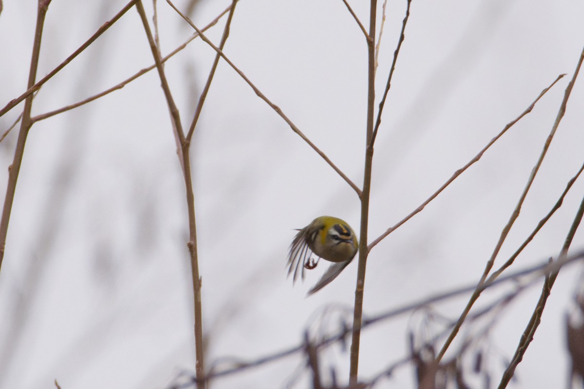 מלכילון לבן-גבות - ML647117087