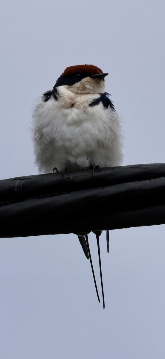 סנונית חדת-זנב - ML647117088