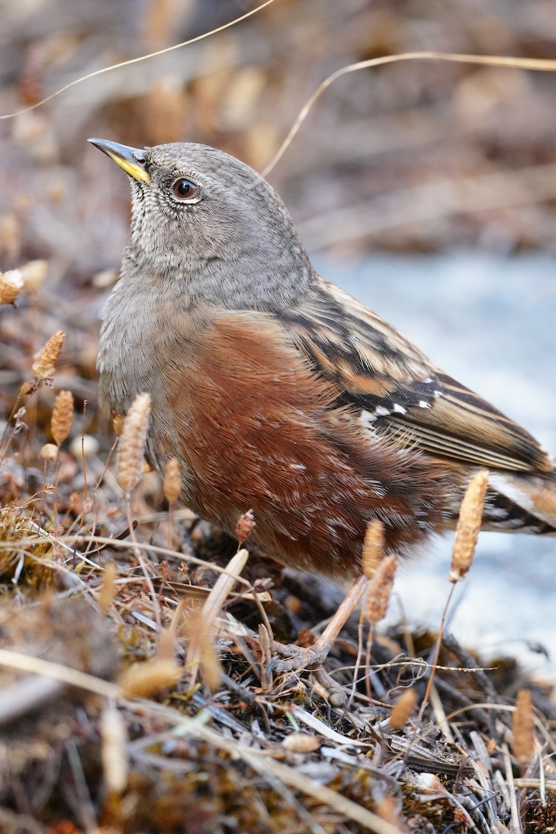 סתרי צוקים - ML647117089