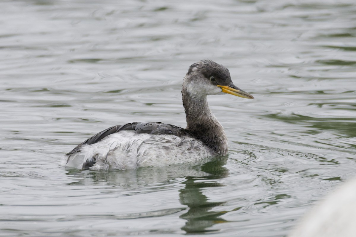 טבלן אפור-לחיים - ML647117090