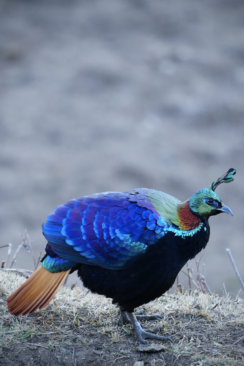 Himalayan Monal - ML647117092