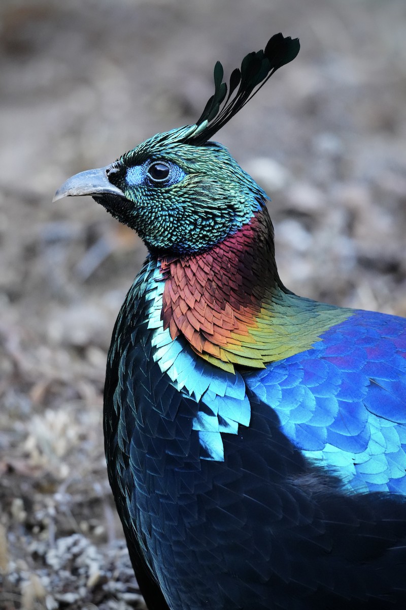 Himalayan Monal - ML647117093
