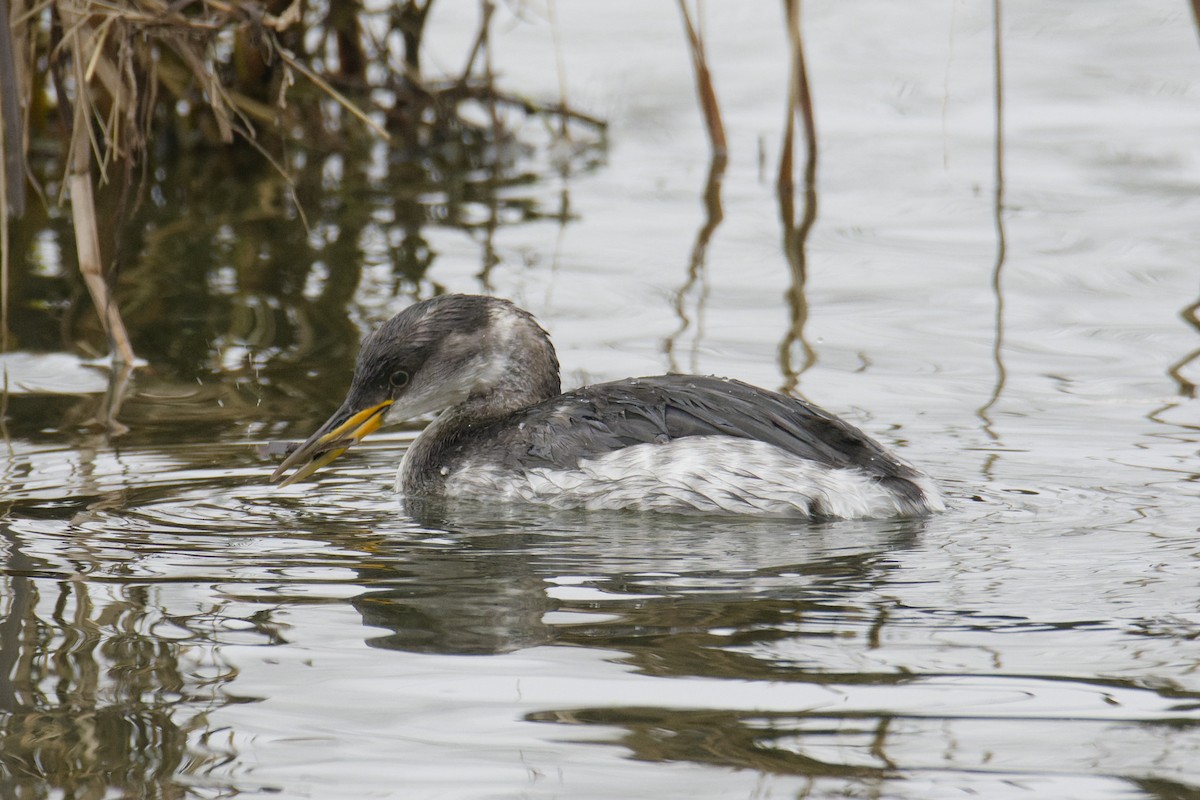 טבלן אפור-לחיים - ML647117094