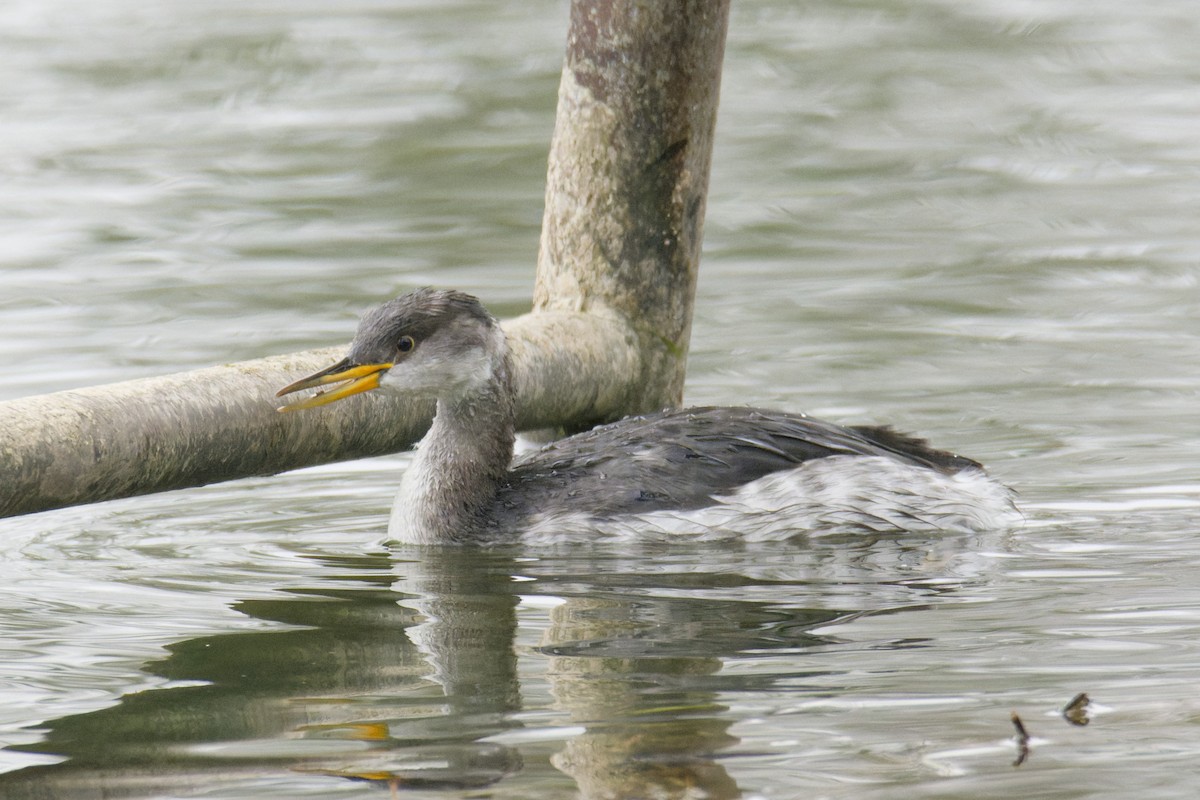 טבלן אפור-לחיים - ML647117095