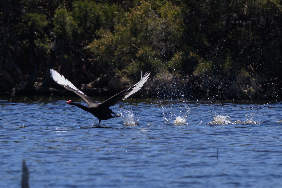 Cigno nero - ML647117100