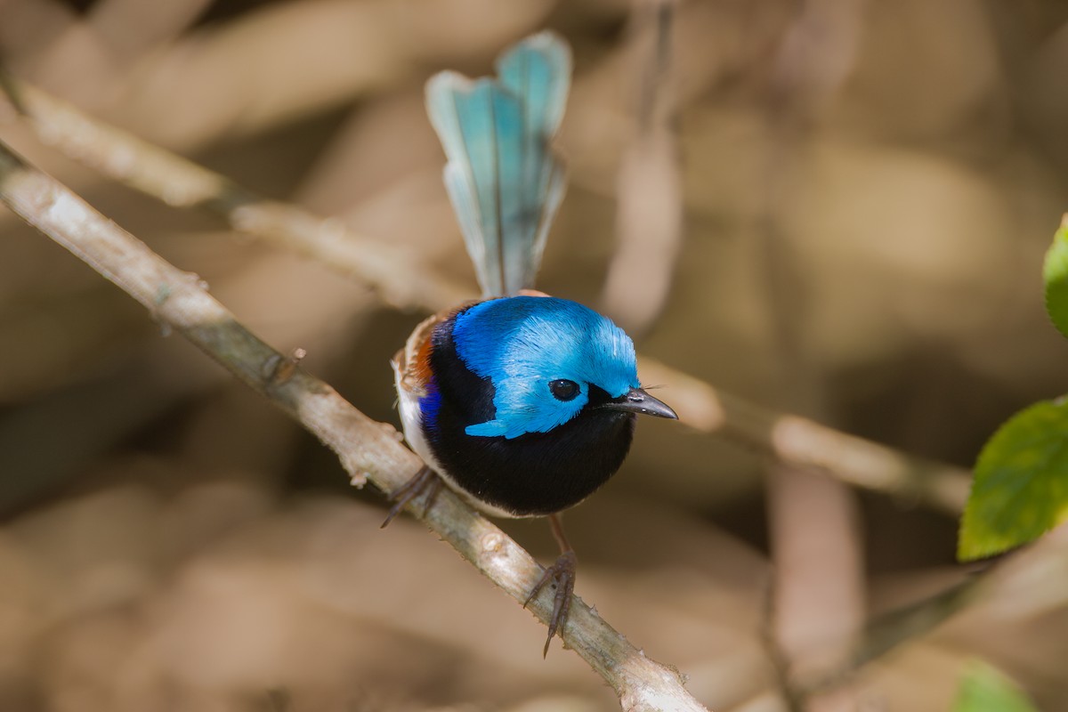 Variegated Fairywren - ML647117101
