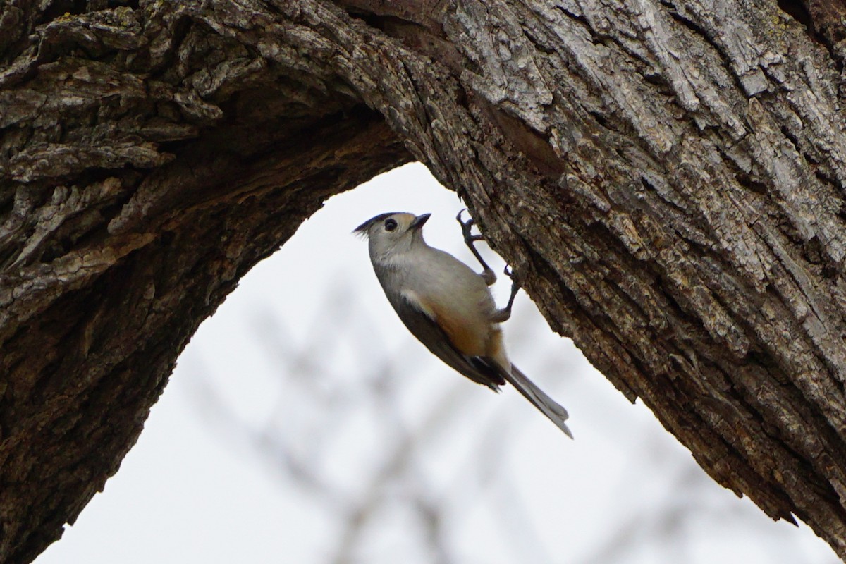 sýkora černochocholatá - ML647117102