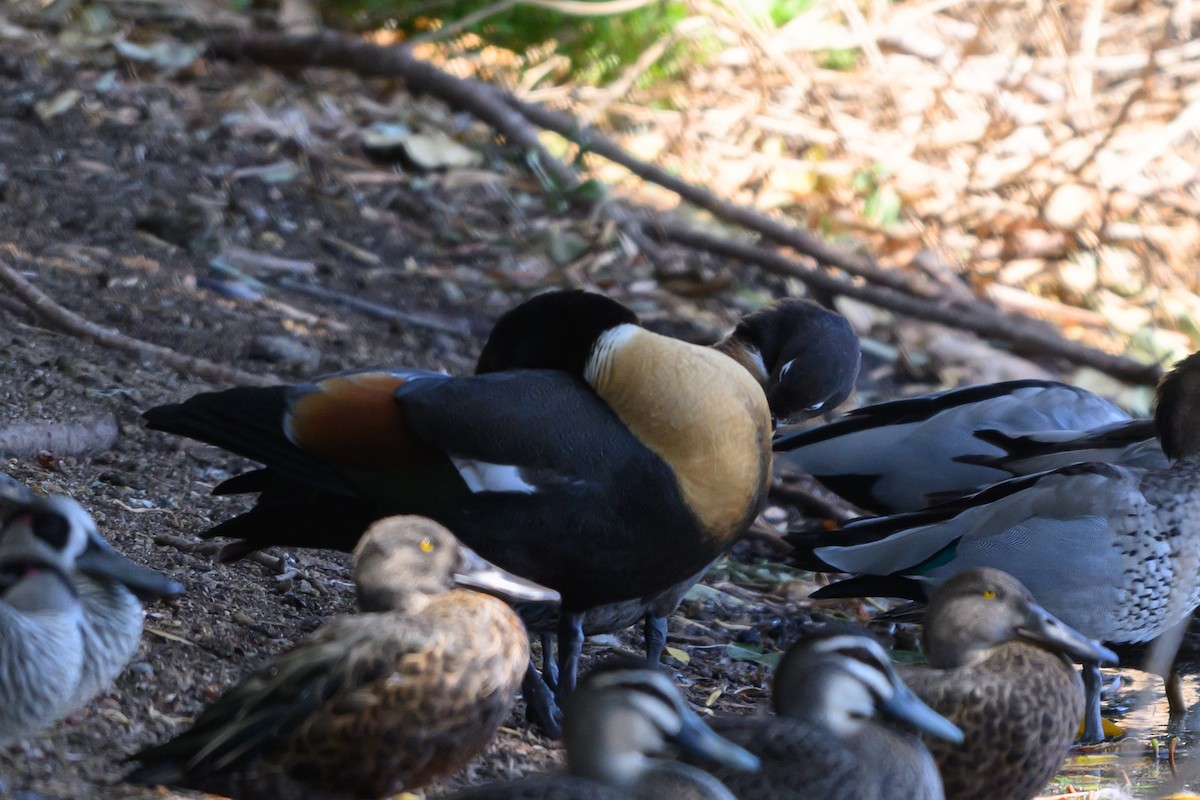 Casarca australiana - ML647117103