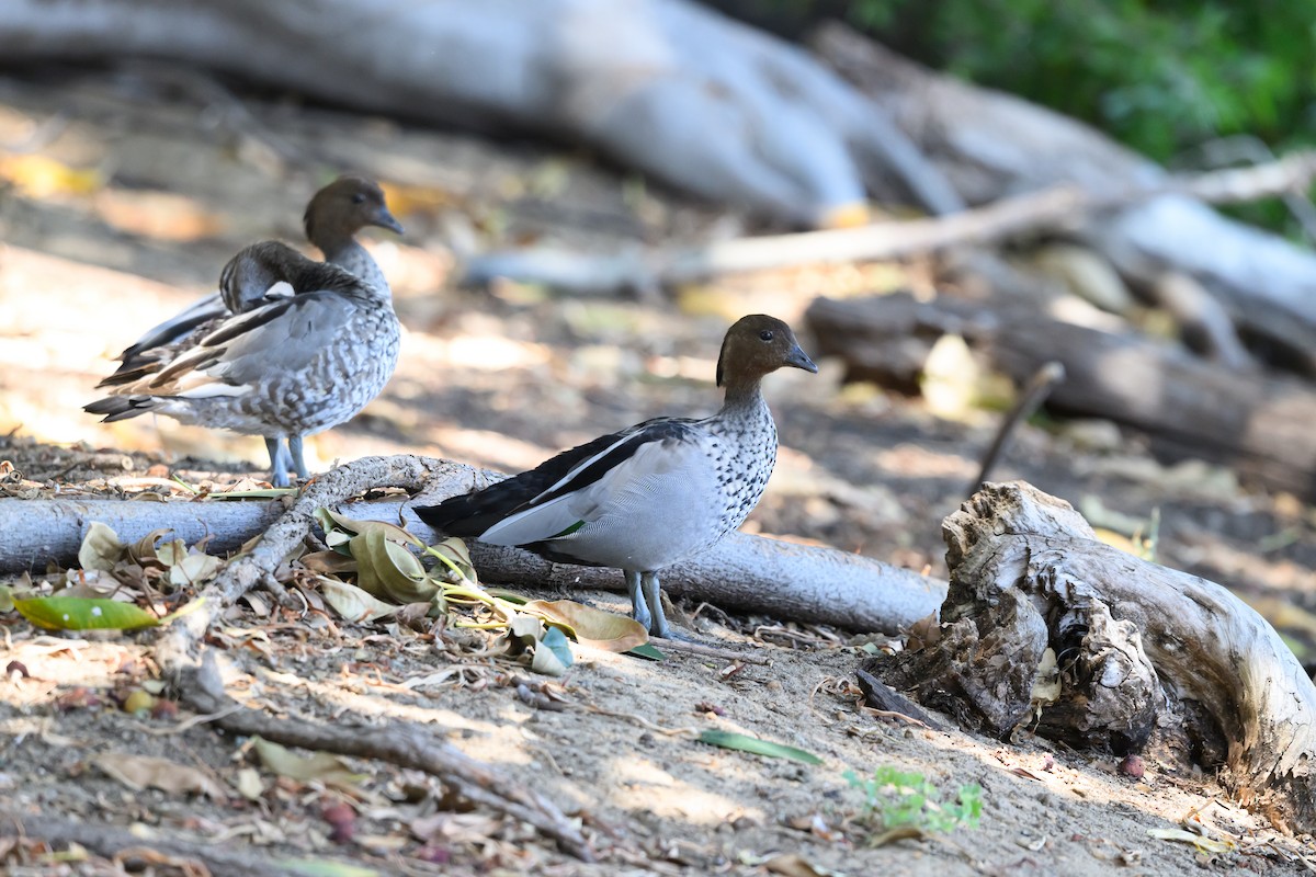 Oca arborea australiana - ML647117105